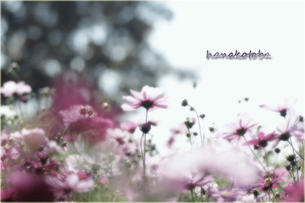 Mr Children 花言葉 写真共有サイト フォト蔵