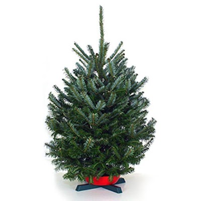 Review Of Christmas Tree Wholesalers Ideas