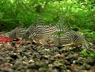 水生生物の飼育環境を考える コリドラス