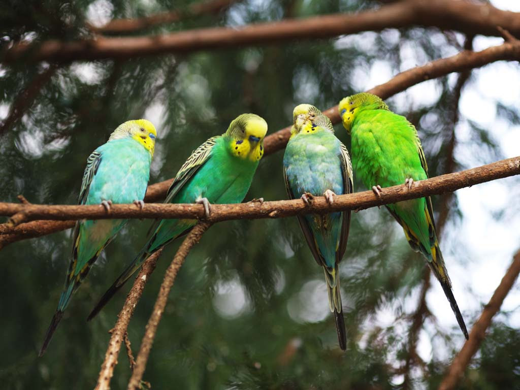 ゆんフリー写真素材集 No 5640 セキセイインコ 日本 神奈川