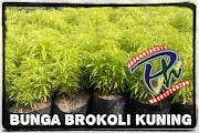Terbaru 17+ Tanaman Hias Daun Warna Kuning