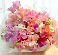 １月の誕生花 おすすめプレゼントお探しブログ