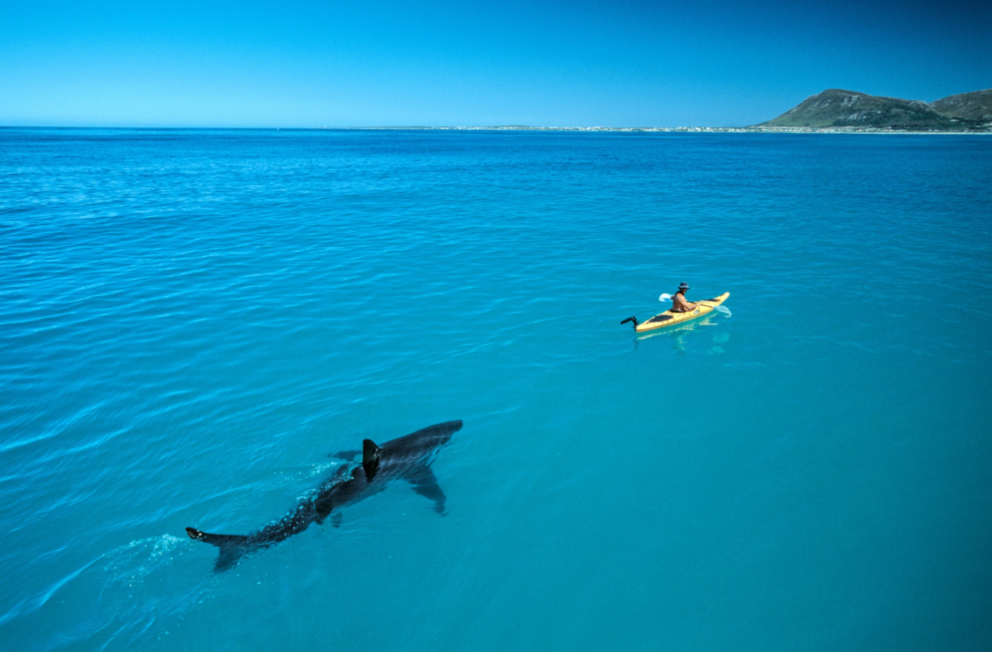 Just as its dorsal fin broke the surface, the scientist in the kayak looked back. Instead of the scientist tracking the shark, the shark was tracking the scientist.