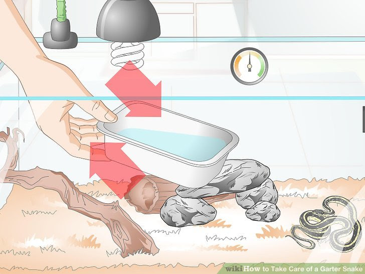 Take Care of a Garter Snake Step 10 Version 2.jpg