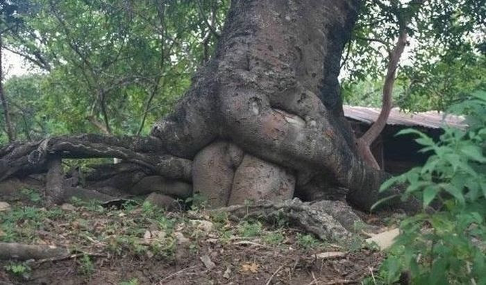 Tree Porn (12  
pics)