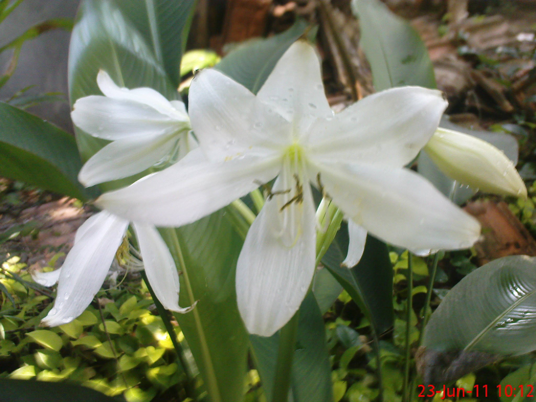 Gambar Wallpaper Bunga  Lili  Gudang Wallpaper