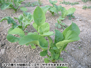 ルッコラ ゴマ風味のハーブ野菜 庄内 山の幸159 荘内日報社