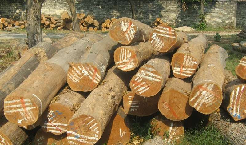 CARA MEMILIH KAYU JATI MAHONI YANG BAIK Royal Furniture CARA MEMILIH KAYU JATI MAHONI YANG BAIK Royal Furniture