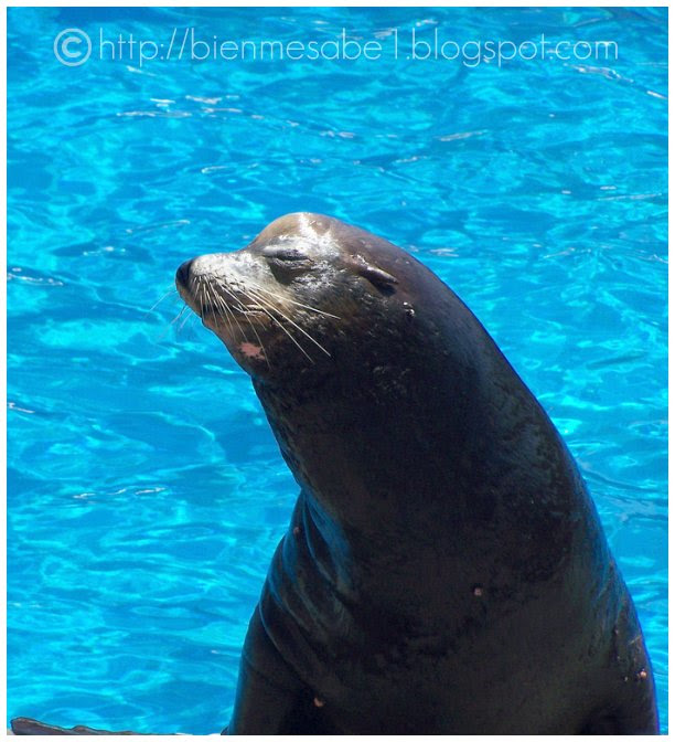 foca