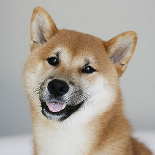 とってもかわいい柴犬の魅力を大公開 長年愛される理由とは 犬の総合情報サイト ペットスマイルニュースforワンちゃん