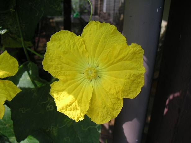 ヘチマ 雄花と雌花 そんな感じ Since March 28 05