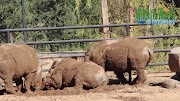 wildlife world zoo coupons 2018 Three White Rhinos Enjoying Their New Home