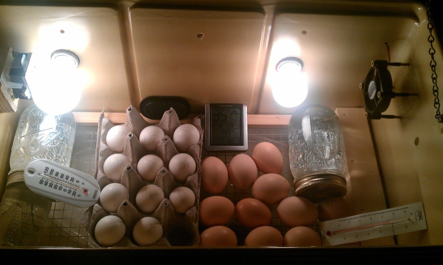 Homemade Easy Cooler Incubator - BackYard Chickens Community