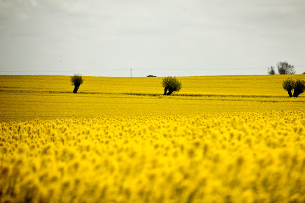 Raps-4