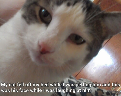 Disappointed Cat Meme By Nickleon1994 Memedroid