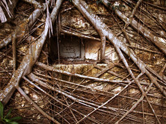 abandoned nature (殘）