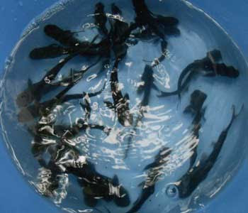 bibit-ikan-patin-10-cm