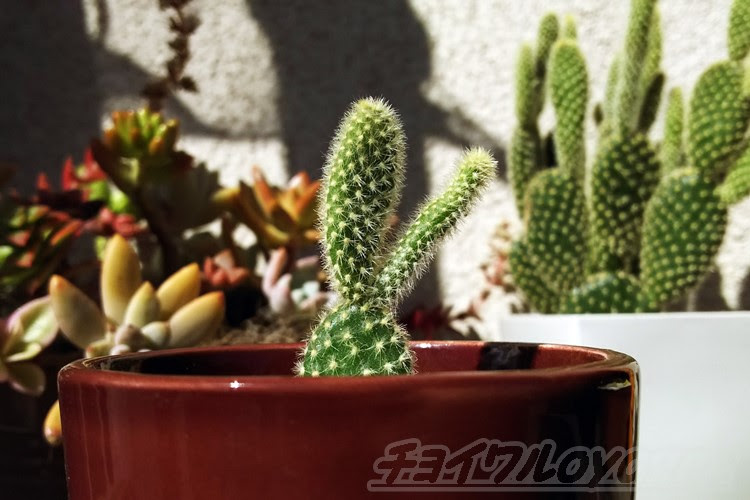 折ったサボテンを復活させる方法 ウサギの耳のような ゴールデンバーニー を折ってしまった 土に挿して復活させましょう Oyageeの植物観察日記
