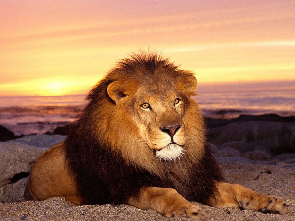 Forest King Of The Jungle