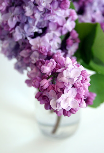 Lilacs!