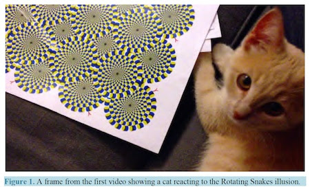 cat-illusion