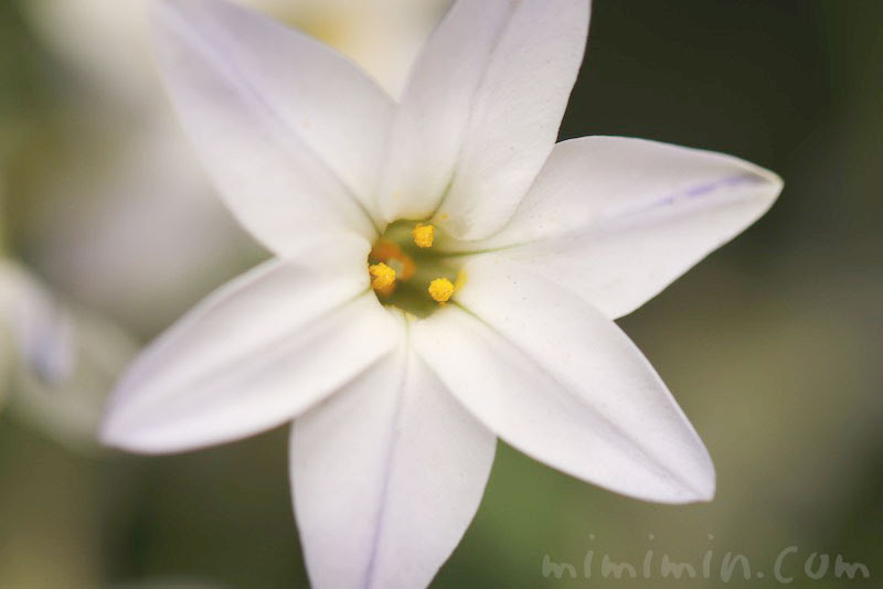 ハナニラの花の写真 ハナニラの花言葉 みみみんブログ