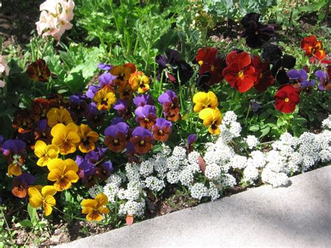 sweet alyssum  bee   city