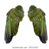 Folded Wing Anatomy - Wing Basics By David Sibley Birdwatching / If a butterfly is handled, the tiny scales may rub off.