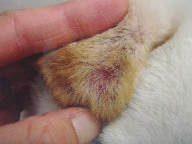 人と動物の共通感染症 疥癬症 皮膚糸状菌症 綾部動物病院