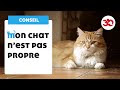 √ Terminé! apprendre litiere chat adulte 159020