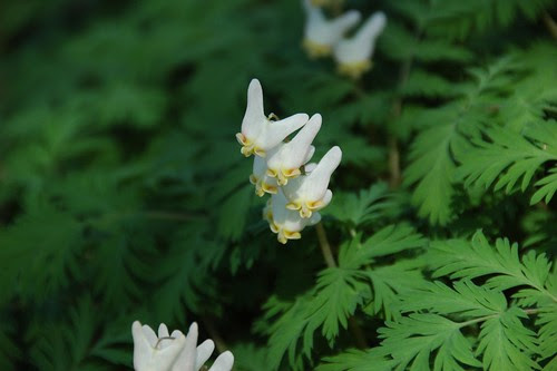 Dicentra cucullaria, Dutchman's Breeches