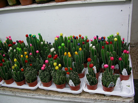 三角柱とは 通称で サンカクサボテンと呼ばれている植物です