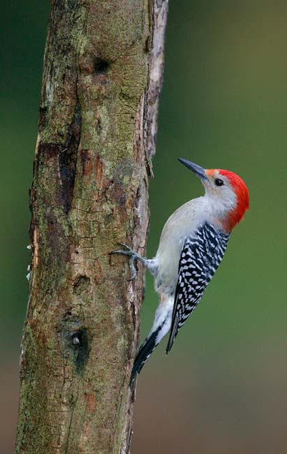 That leaves six woodpeckers