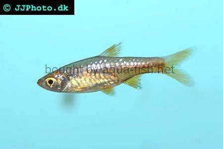 goldfish tank ideas. goldfish tank mates. make