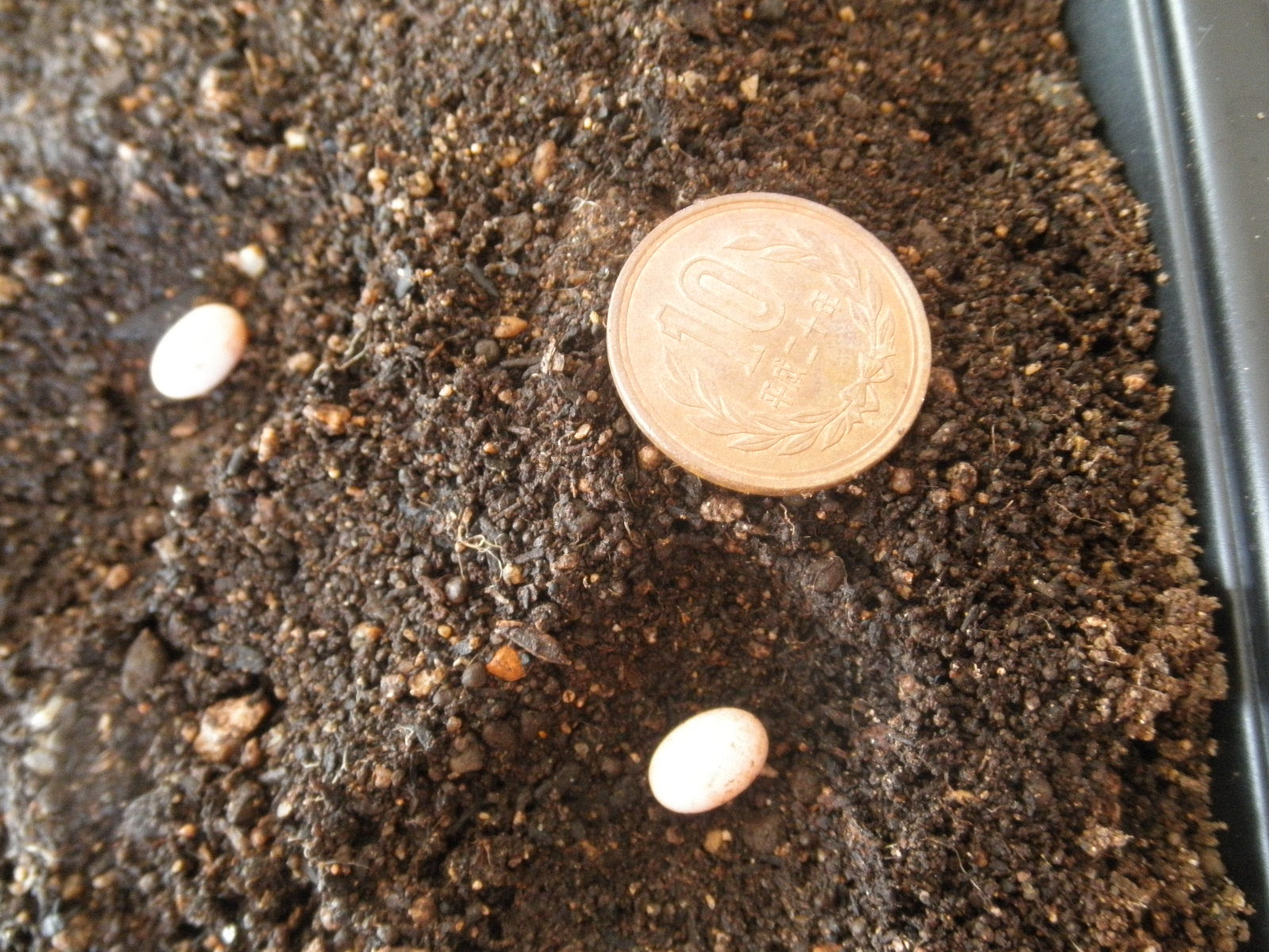 トカゲ カナヘビ からの贈り物 研究室ブログ