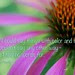 coneflower inspiration
