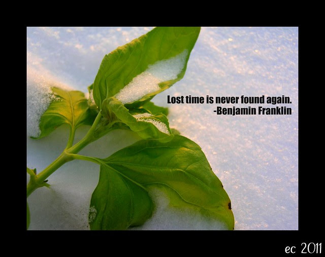 Basil Snow Time