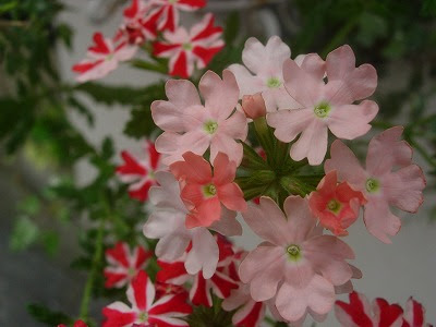 赤と青 Garden 花 水 季 楽天ブログ