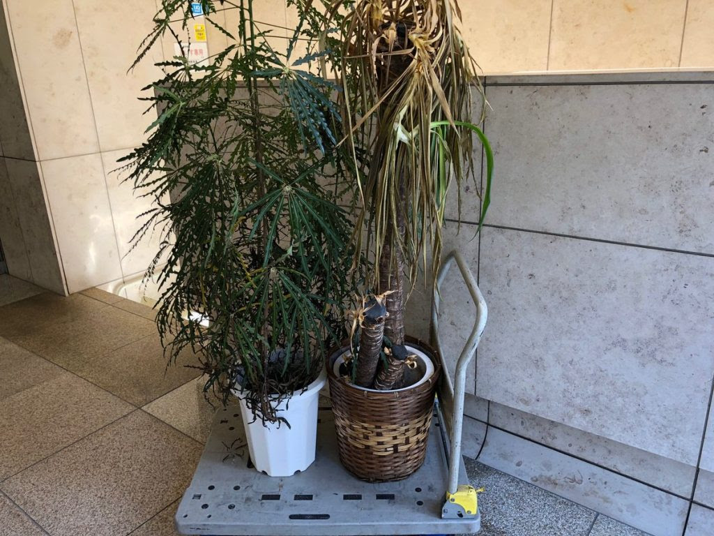 枯れてしまった観葉植物の廃棄処分にお困りでしょうか 即日回収ok 台東区 荒川区の不用品回収 粗大ごみ処分 格安リサイクル