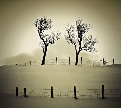 Tree Photography