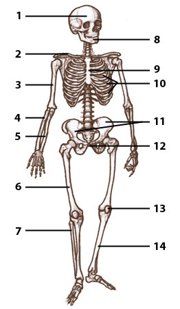 Free Anatomy Quiz - The Skeleton Quiz 1