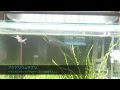 70以上 グラスキャット 餌 746631-グラスキャット 餌の頻度