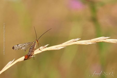 IMG_5642-signée