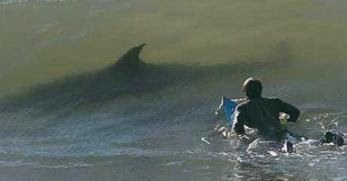 ataque de tiburones canvas