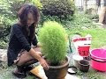 ほうき 草 育て 方 348903