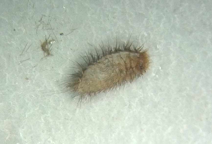 Bed Bug Exoskeleton Pictures to pin on Pinterest