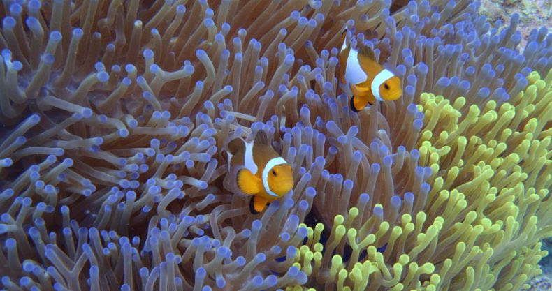 初心者必見 イソギンチャクの基本知識 飼育に必要な環境や注意点は マリンアクアリウム総合情報サイト