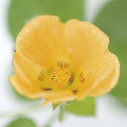 ハワイの植物 Ilima イリマ について ハワイアン雑貨 プルメリアやハワイ植物の通販専門店 Lani Hawaii ラニハワイ