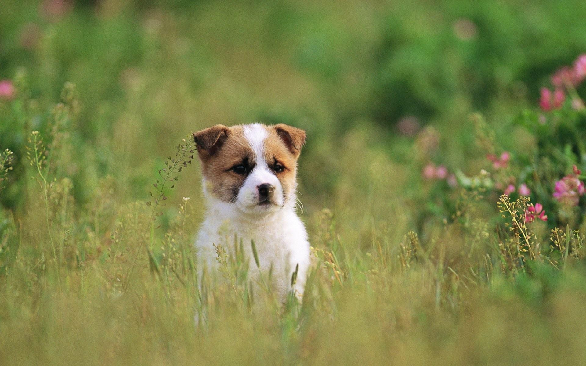  Cute  Dogs  And Puppies Wallpapers  Wallpaper  Cave