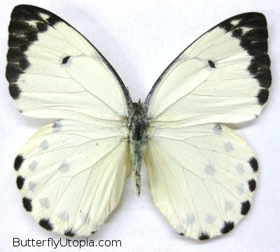 butterfly coloring page · butterfly coloring picture · butterfly coloring picture
